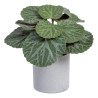 saxifraga-verde-pvc-20-x-21-x-18-cm